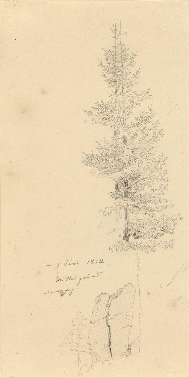 Německy: Studie mit Fichten und Felsen Studie smrků a skály od Caspar David Friedrich
