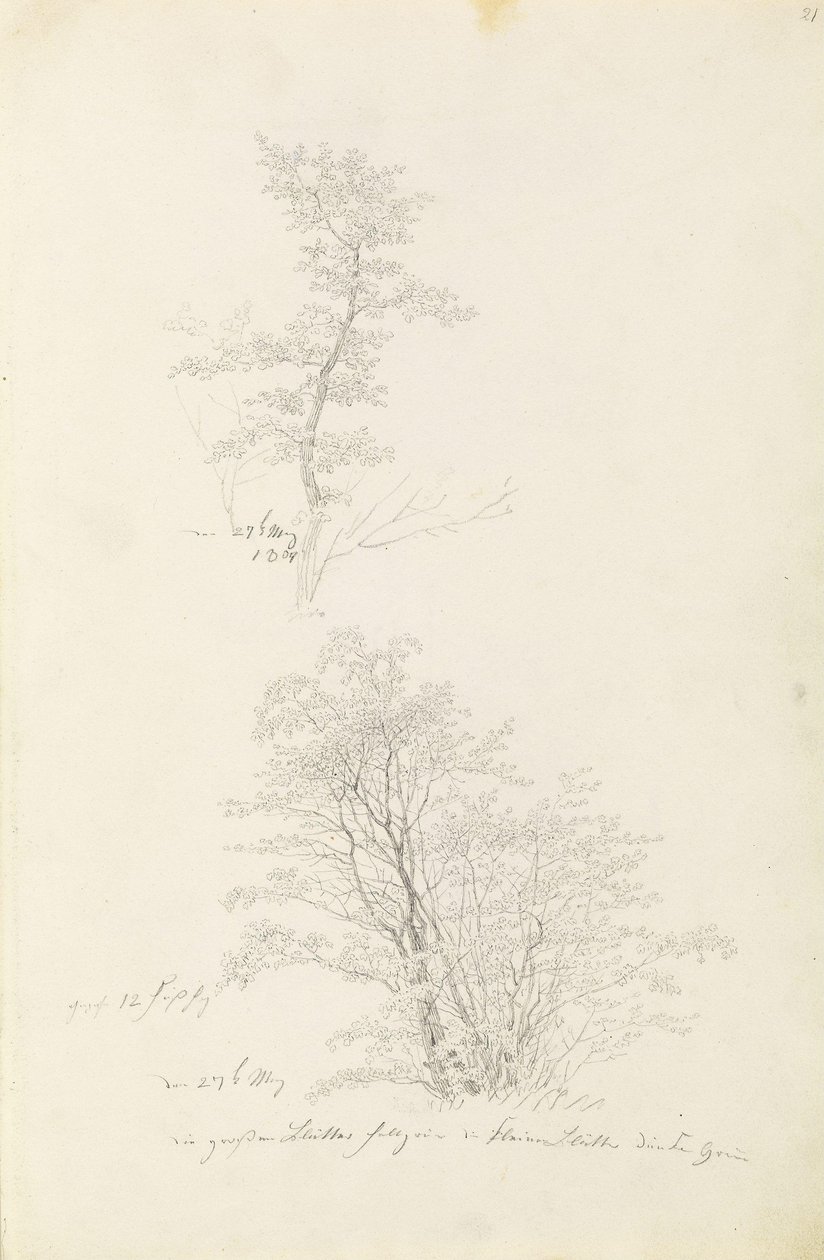 Skupina mladých stromků od Caspar David Friedrich