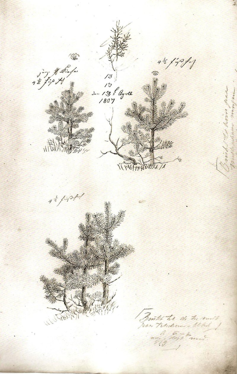 Pines od Caspar David Friedrich