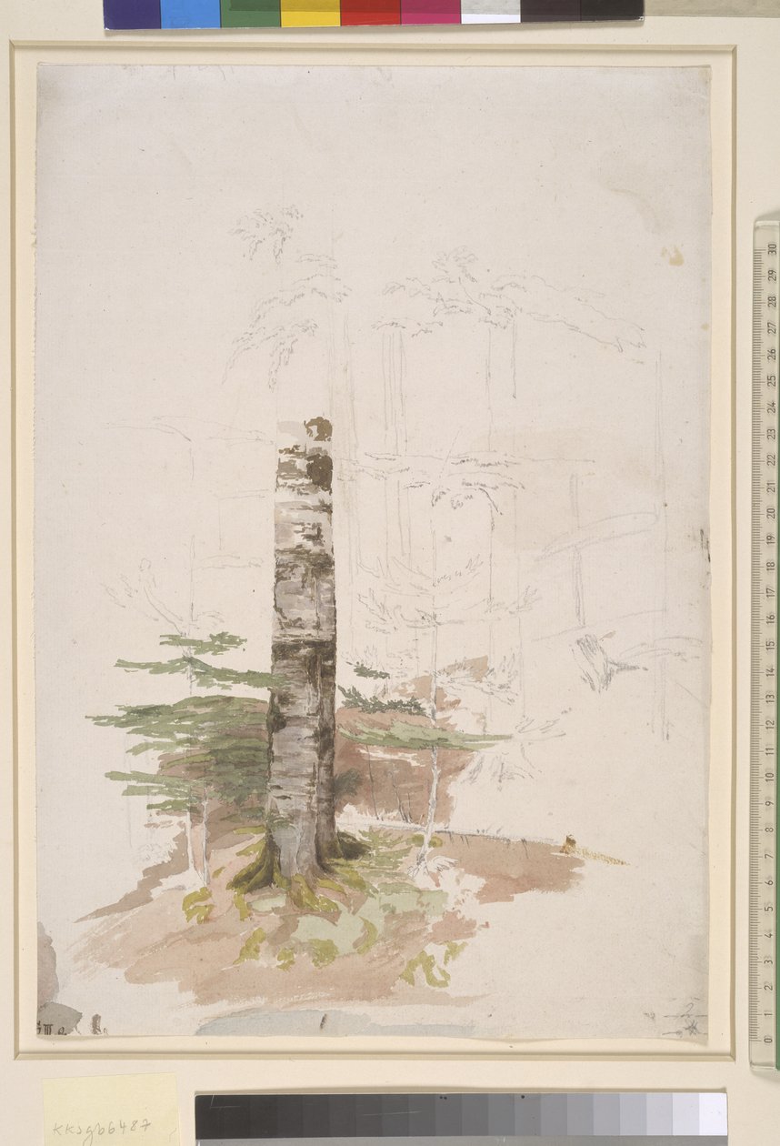 Studie z nitra jehličnatého lesa od Caspar David Friedrich