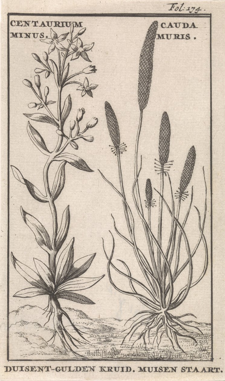 Centaury a myší ocas Centaurium mínus. Cauda MurisDuisent-Guilder Herb. Myší ocas (nadpis na předmětu) od Caspar Luyken