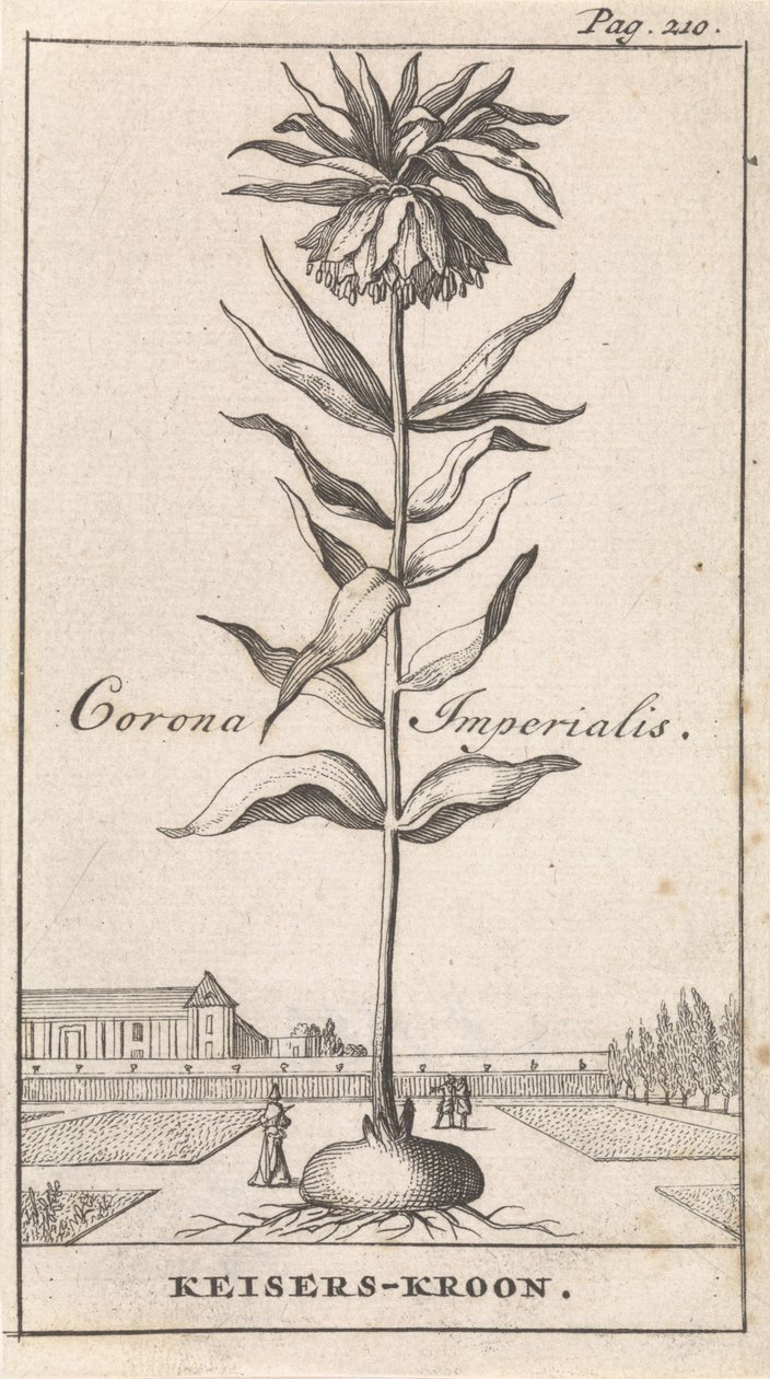 Císařská koruna Corona Imperialis / Imperial Crown (název na objektu) od Caspar Luyken