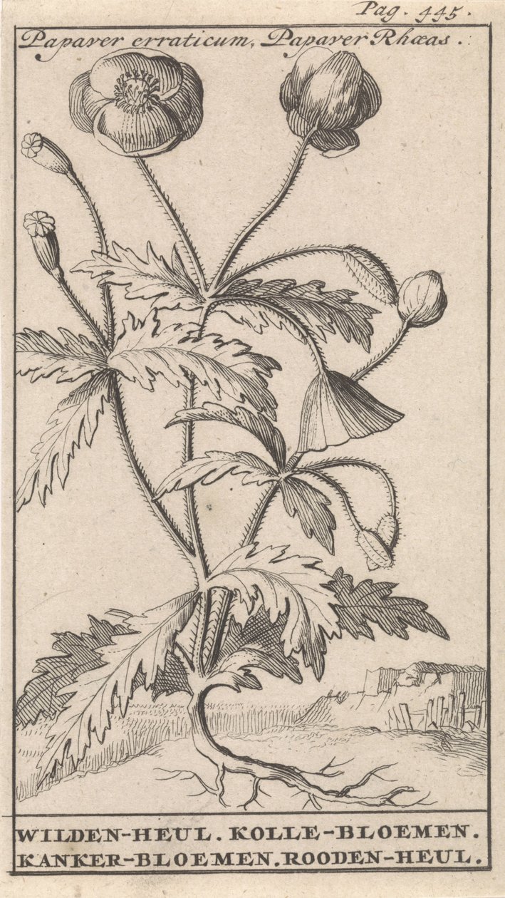 Mák Papaver erraticum, Papaver Rhoeas / Wilden-heul. Kolle květiny. Rakovina květiny. Roodenheul (název na objektu) od Caspar Luyken