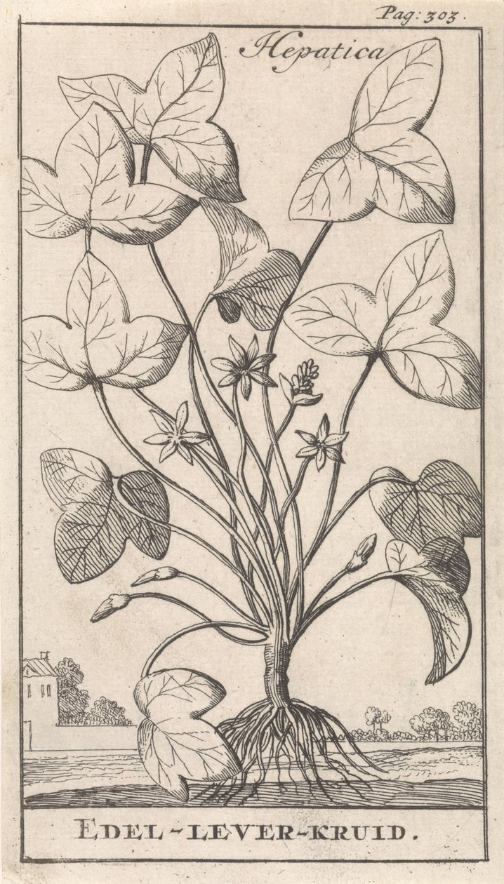 játra bylina Hepetica / Noble-Liver-Herb (název na předmětu) od Caspar Luyken