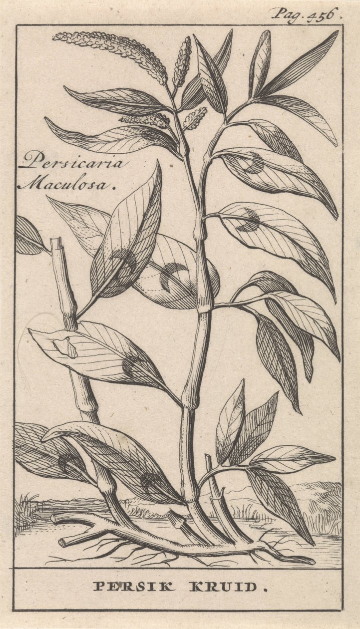 broskvové koření Persicaria Maculosa / bylina Persik (název na objektu) od Caspar Luyken