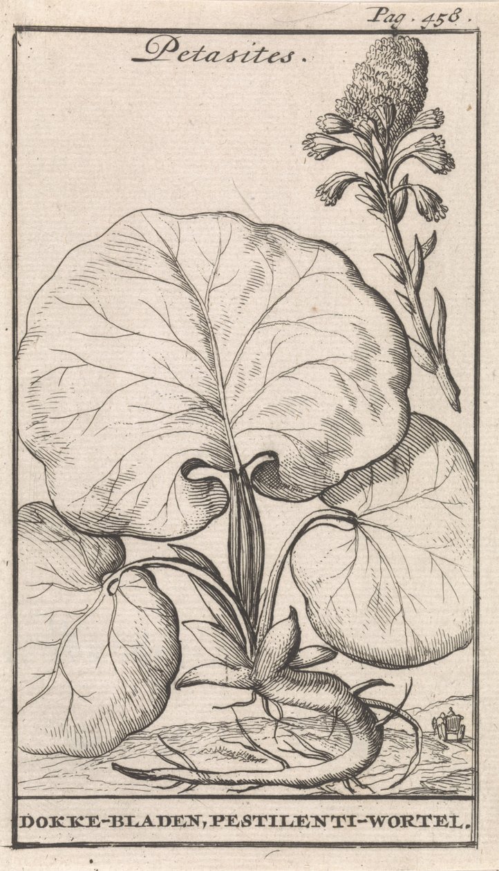 Petasites od Caspar Luyken