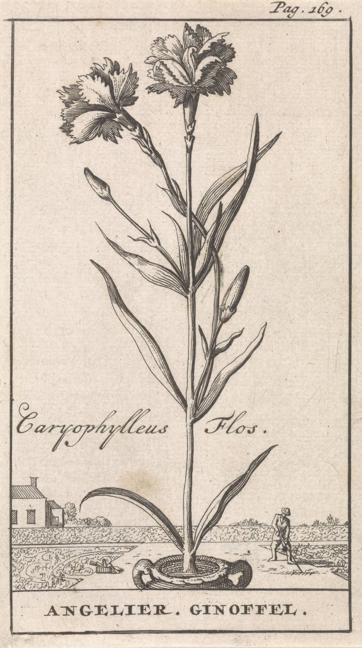 Titulní strana a osm výtisků s květinami Anjelier Caryophylleus Flos / Angelier. Ginoffel (název na objektu) od Caspar Luyken