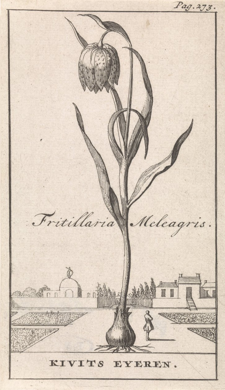 Titulní strana a osm výtisků s květinami Kievitsbloem Fritillaria Meleagris / Kivits Eyeren (název na objektu) od Caspar Luyken