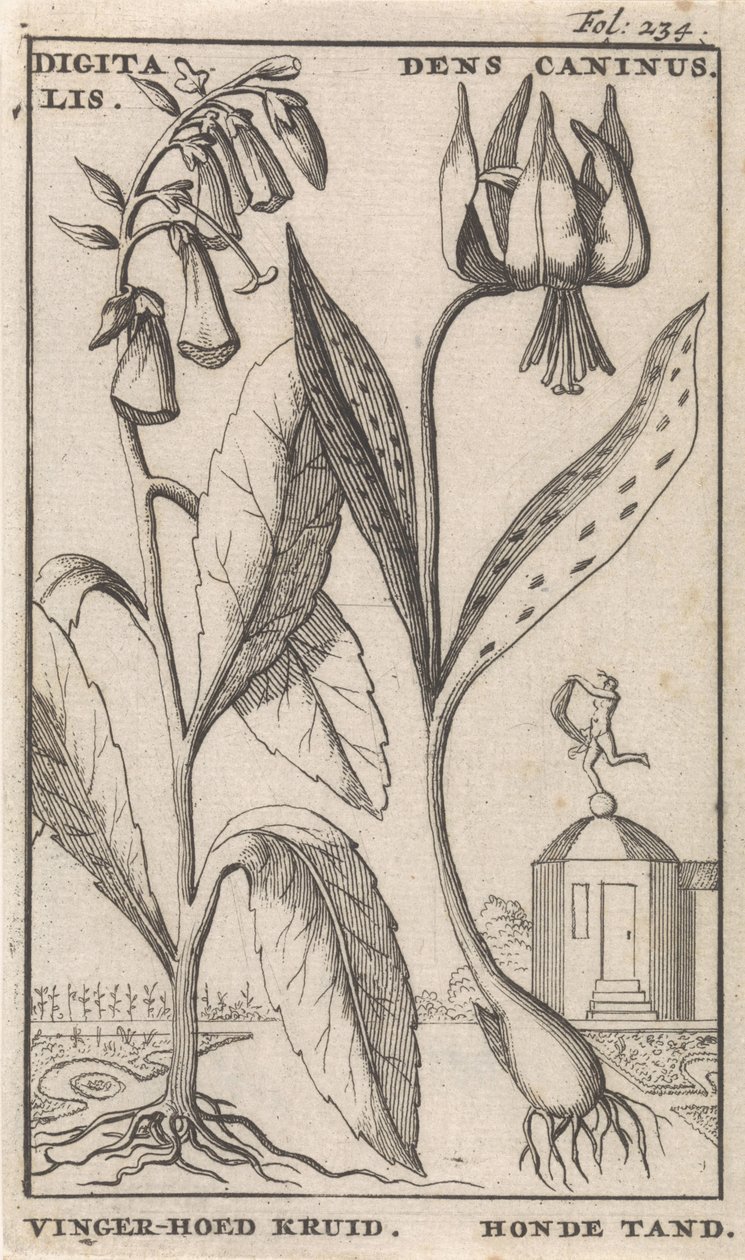 Titulní strana a osm výtisků s květinami Náprstník a psí zub digitální. Dens Caninus / Finger-hat Herb. Psí zub (nadpis na předmětu) od Caspar Luyken