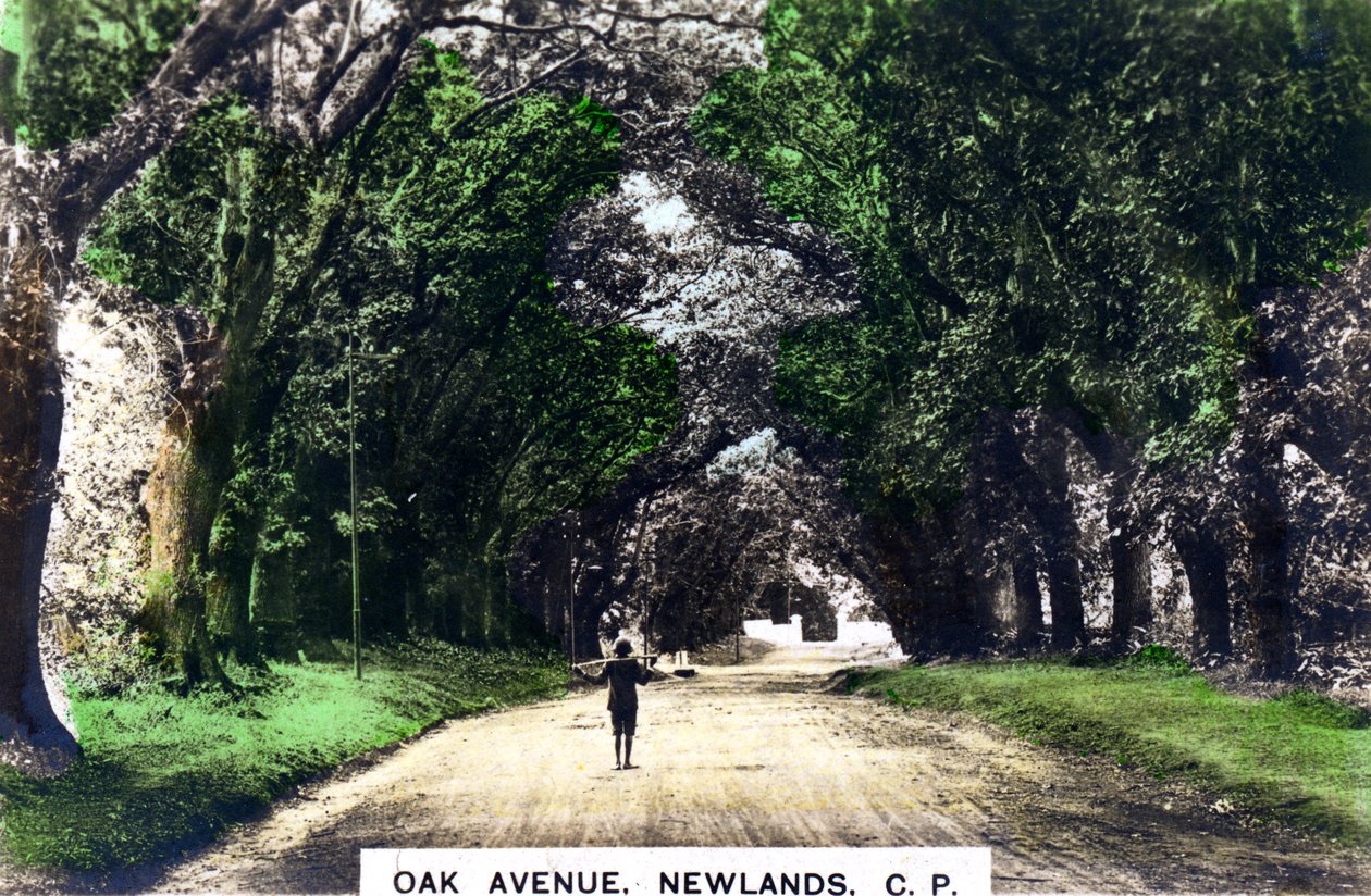 Oak Avenue, Newlands, Johannesburg, Gauteng, Jižní Afrika, 20. léta 20. století. od Cavenders Ltd
