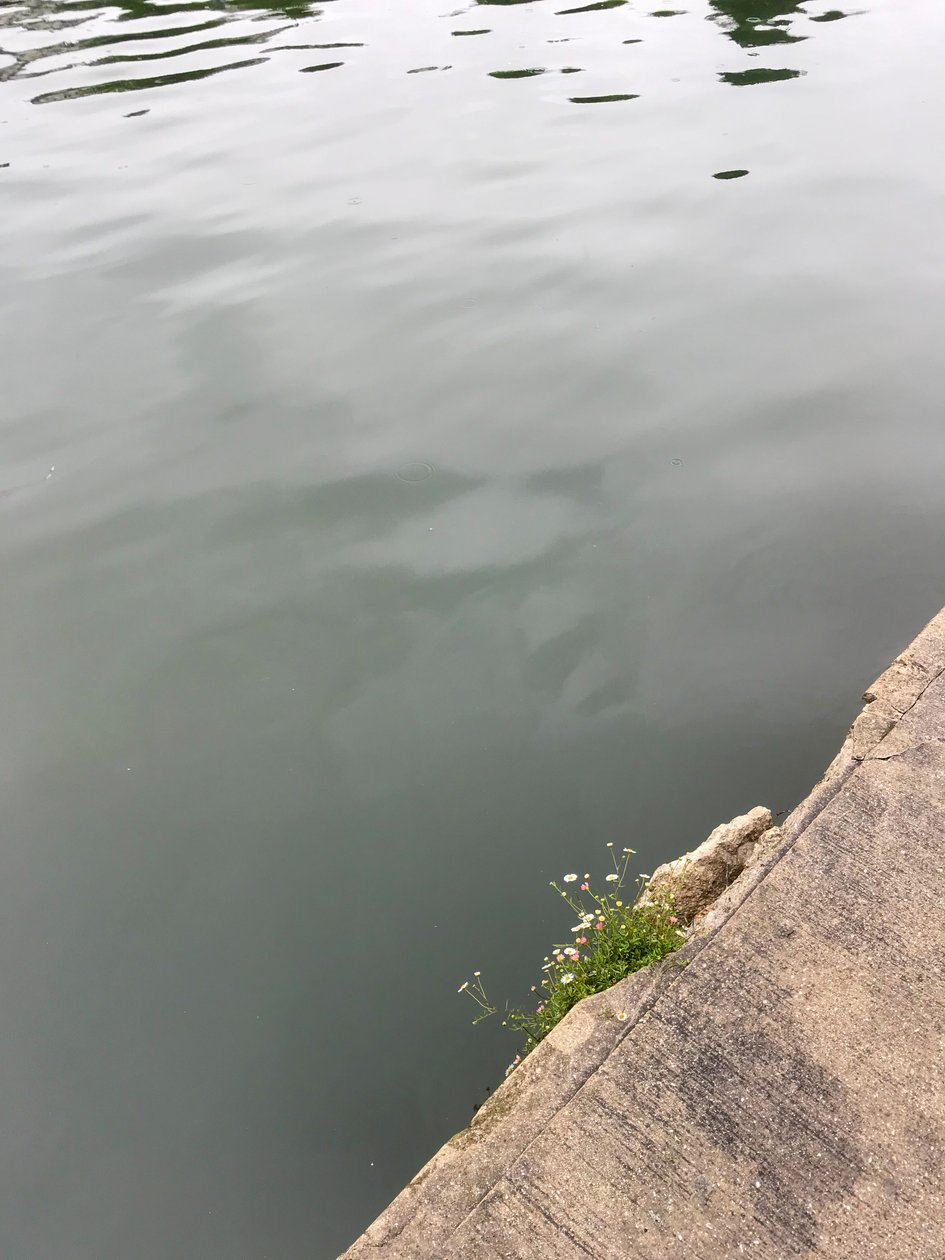 Složení, 2019 (foto) od Cécile Jamet