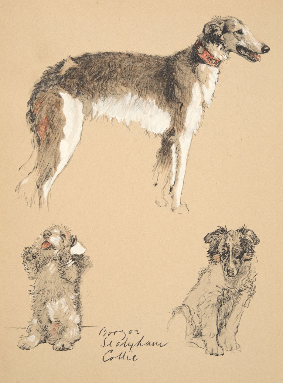 Barzoj, Sealyham a kolie, 1930, ilustrace z jeho Sketch Book použité pro „Just mezi přáteli“, Aldin, Cecil Charles Windsor (1870-1935), později vydal Eyre a Spottiswoode Limited, 1934, C od Cecil Charles Windsor Aldin