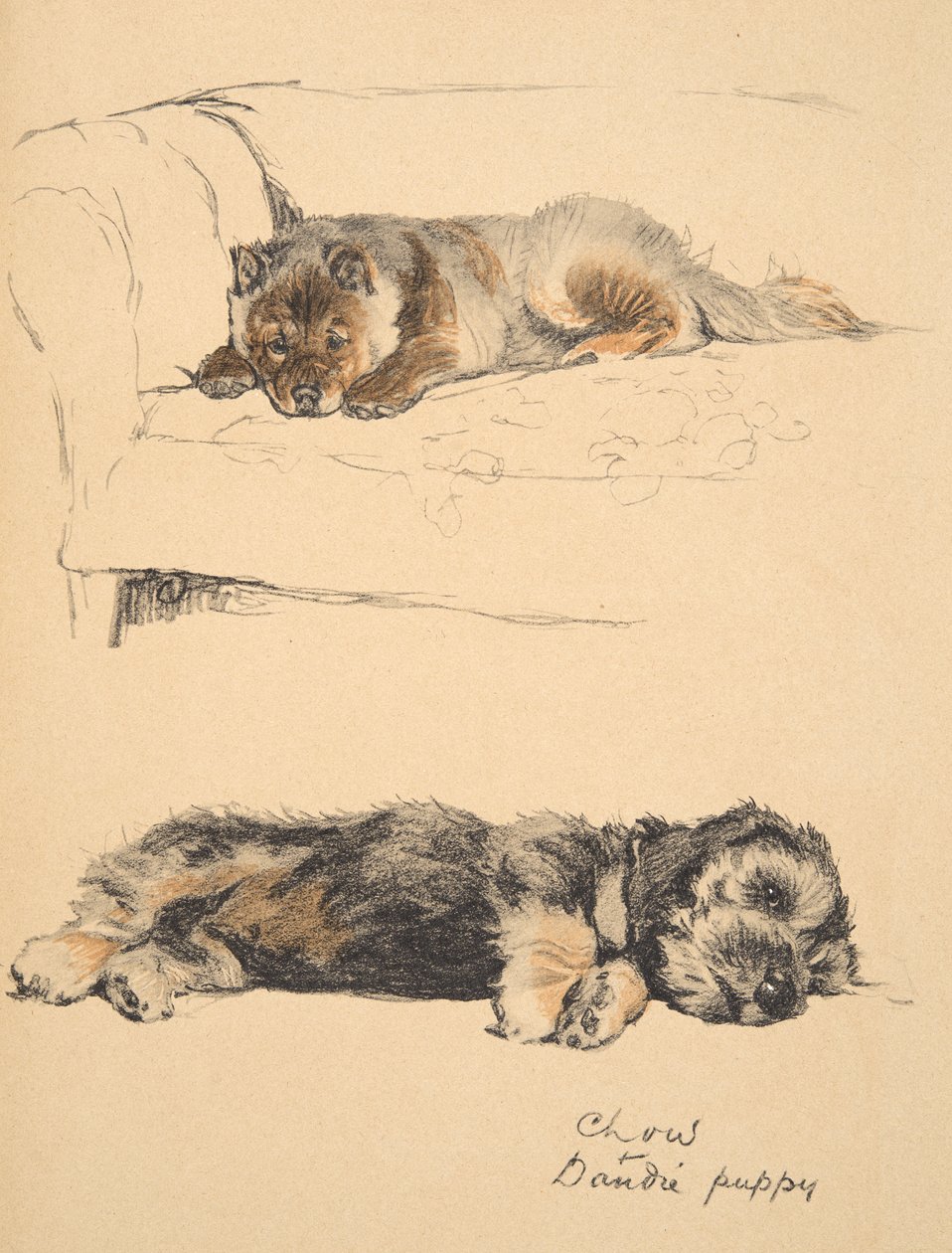 Chow and Dandie Puppy, 1930, ilustrace z jeho Sketch Book pro použité „Just Among Friends“, Aldin, Cecil Charles Windsor (1870-1935), později vydané nakladatelstvím Eyre and Spottiswoode Limited, 1934, Chalk a od Cecil Charles Windsor Aldin