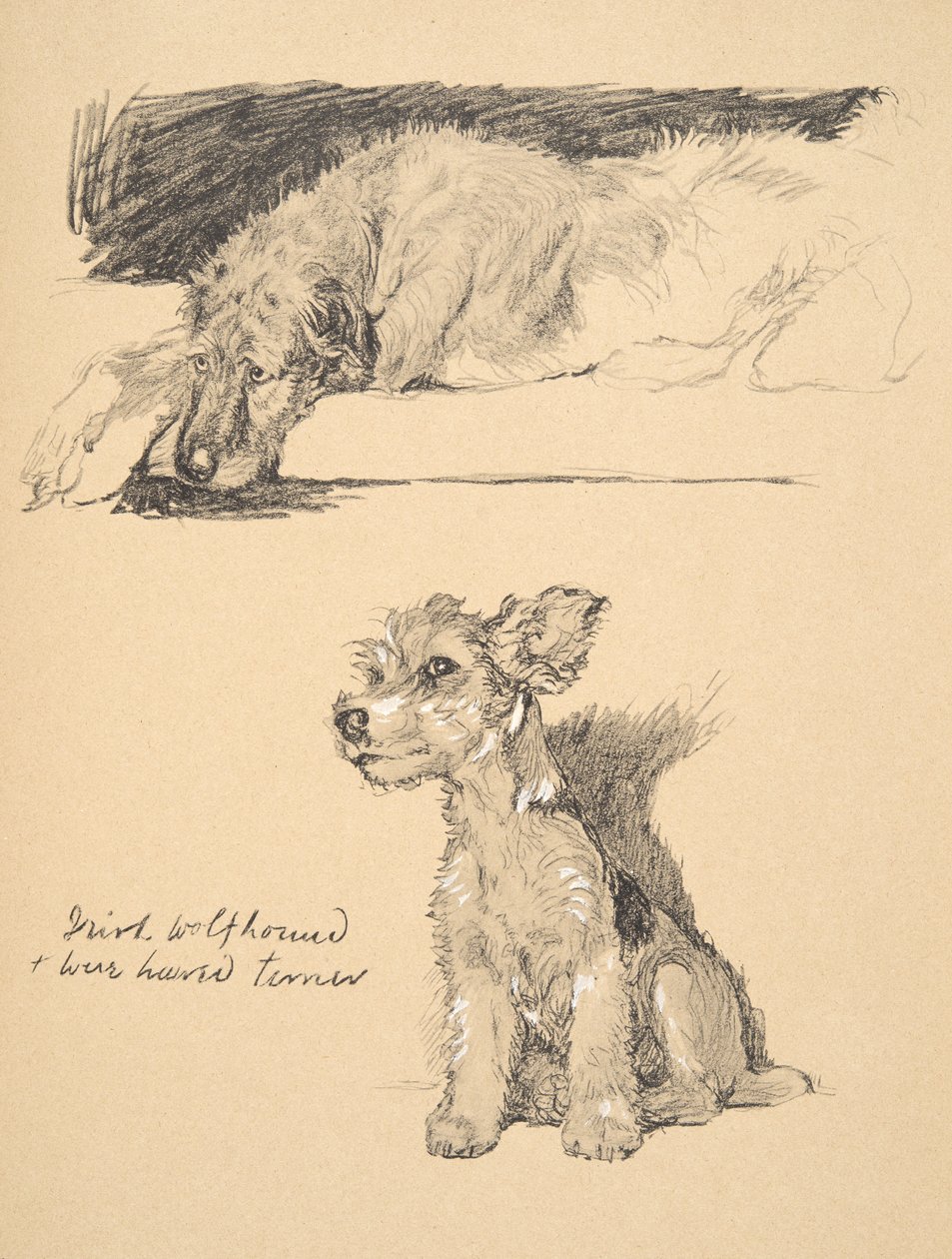 Irský vlkodav a drátosrstý teriér, 1930, ilustrace z jeho knihy náčrtů použité pro „Jen mezi přáteli“, Aldin, Cecil Charles Windsor (1870-1935), později vydal Eyre a Spottiswoode Limi od Cecil Charles Windsor Aldin