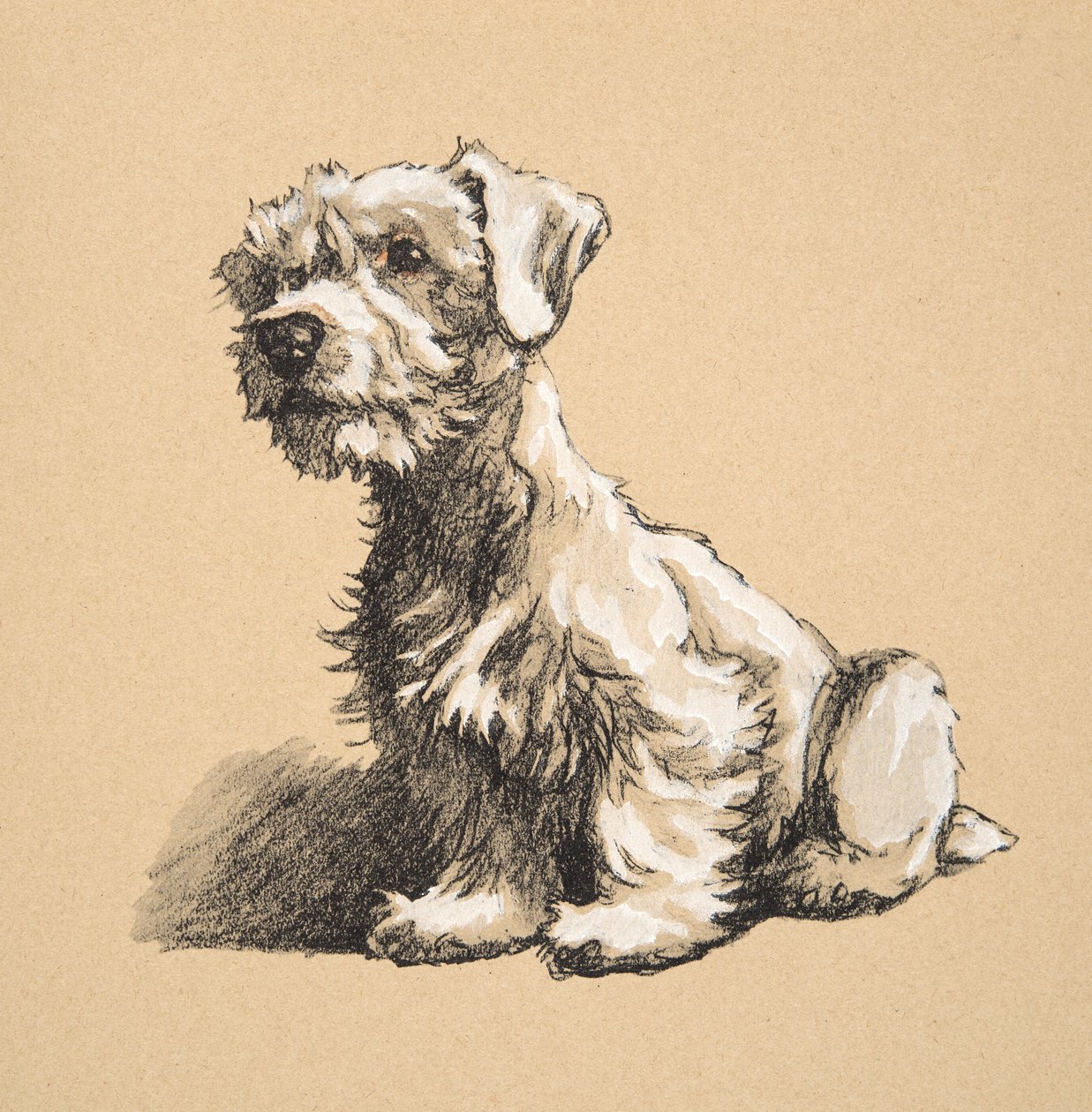 Sealyham, 1930, Ilustrace z jeho skicáře použité pro "Just Among Friends", Aldin, Cecil Charles Windsor (1870-1935), později vydáno Eyre and Spottiswoode Limited, 1934, Křída a uhel o od Cecil Charles Windsor Aldin