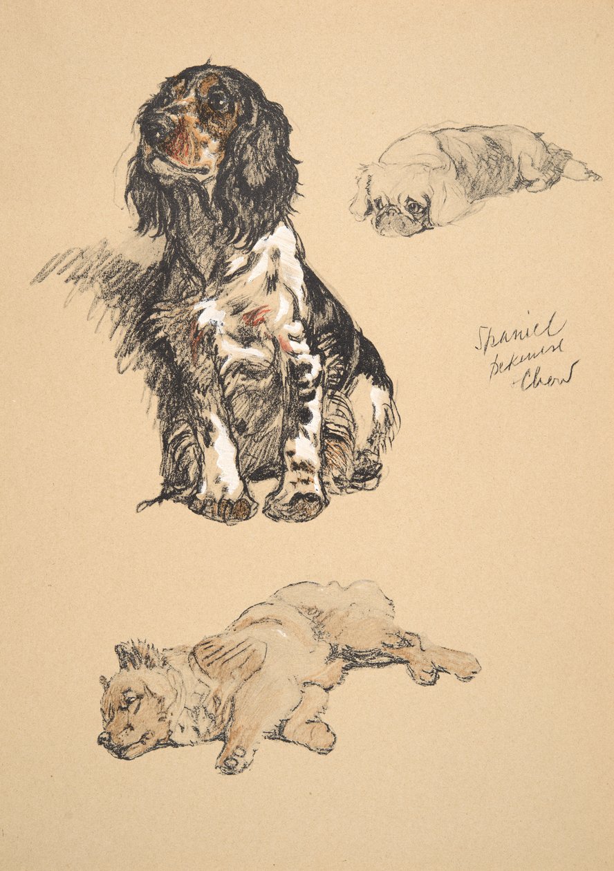Spaniel, Pekinese and Chow, 1930, ilustrace z jeho Sketch Book použité pro 