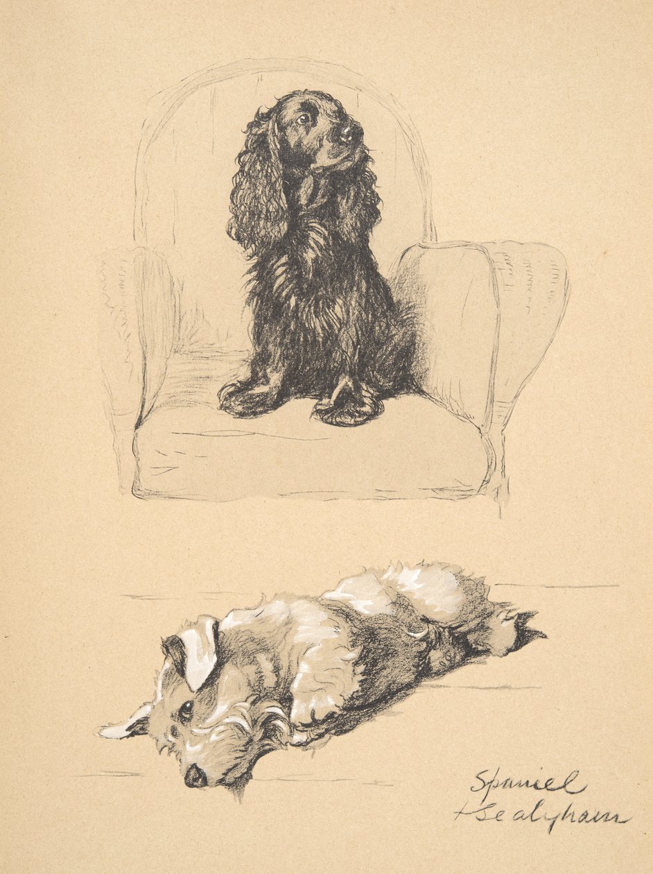 Spaniel a Sealyham, 1930, ilustrace z jeho Sketch Book použité pro „Just mezi přáteli“, Aldin, Cecil Charles Windsor (1870-1935), později vydal Eyre a Spottiswoode Limited, 1934, Chalk an od Cecil Charles Windsor Aldin