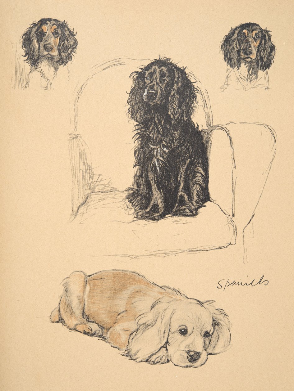 Spaniels, 1930, Ilustrace z jeho skicáře použité pro "Just Among Friends", Aldin, Cecil Charles Windsor (1870-1935), později vydáno Eyre and Spottiswoode Limited, 1934, Křída a uhel o od Cecil Charles Windsor Aldin
