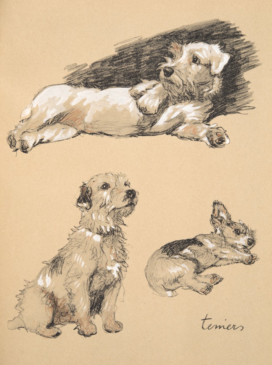 Teriéři, 1930, ilustrace z jeho Sketch Book použité pro „Just mezi přáteli“, Aldin, Cecil Charles Windsor (1870-1935), později vydal Eyre a Spottiswoode Limited, 1934, Chalk and Charcoal o od Cecil Charles Windsor Aldin