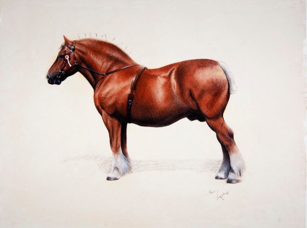 Šampion Suffolk Punch (pastel na papíře) od Cecil Charles Windsor Aldin