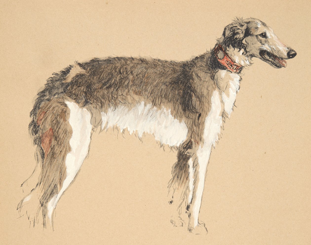 Barzoj, 1930, ilustrace z jeho Sketch Book použité pro Just Among Friends, později vydal Eyre and Spottiswoode Limited, 1934 (křída a uhel na papíře) od Cecil Charles Windsor Aldin
