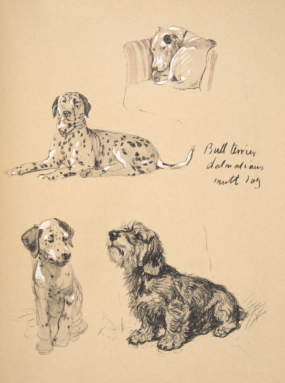 Bull Terrier, Dalmatians and Mutt Dog, 1930, ilustrace z jeho Sketch Book použité pro Just Among Friends, Aldin, Cecil Charles Windsor (1870-1935), později vydal Eyre and Spottiswoode Limited, od Cecil Charles Windsor Aldin