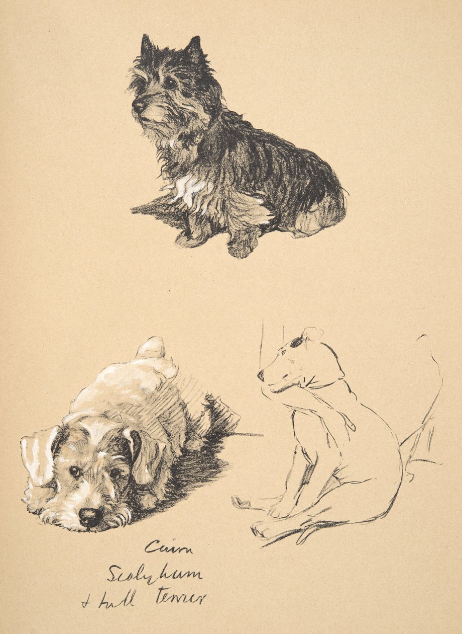 Cairn, Sealyham a Bull Terrier, 1930, ilustrace z jeho Sketch Book použité pro Just Among Friends, Aldin, Cecil Charles Windsor (1870-1935), později vydal Eyre and Spottiswoode Limited, 1934 od Cecil Charles Windsor Aldin