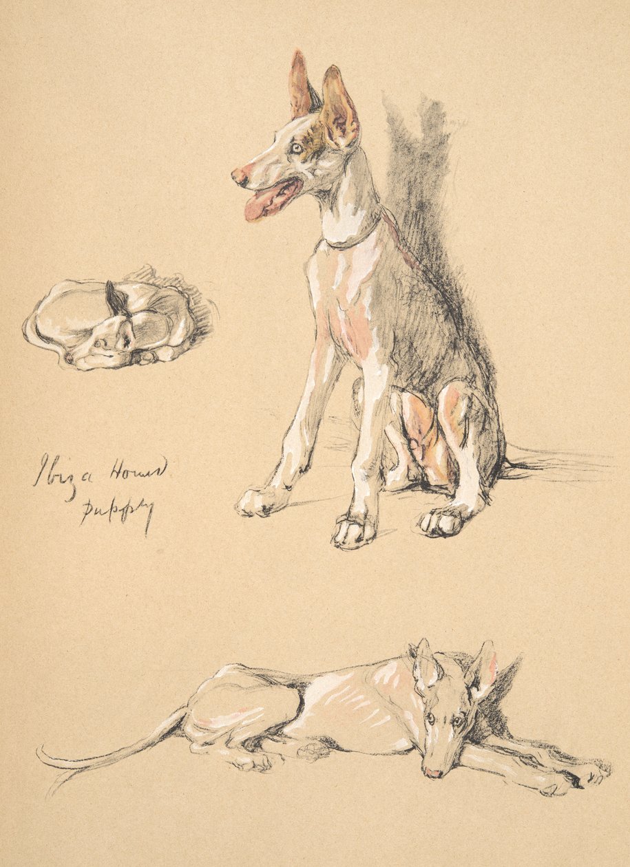 Ibiza Hound Puppy, 1930, ilustrace z jeho Sketch Book použité pro Just Among Friends, Aldin, Cecil Charles Windsor (1870-1935), později vydal Eyre a Spottiswoode Limited, 1934, Chalk and Ch od Cecil Charles Windsor Aldin