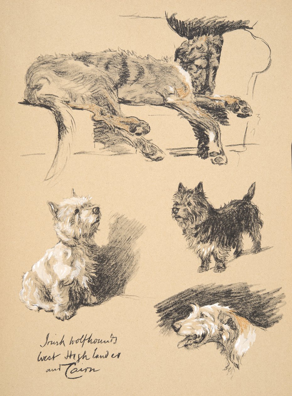 Irský vlkodav, West Highlander a Cairn, 1930, ilustrace z jeho knihy náčrtů použité pro „Just mezi přáteli“, Aldin, Cecil Charles Windsor (1870-1935), později vydal Eyre a Spottiswoode L. od Cecil Charles Windsor Aldin
