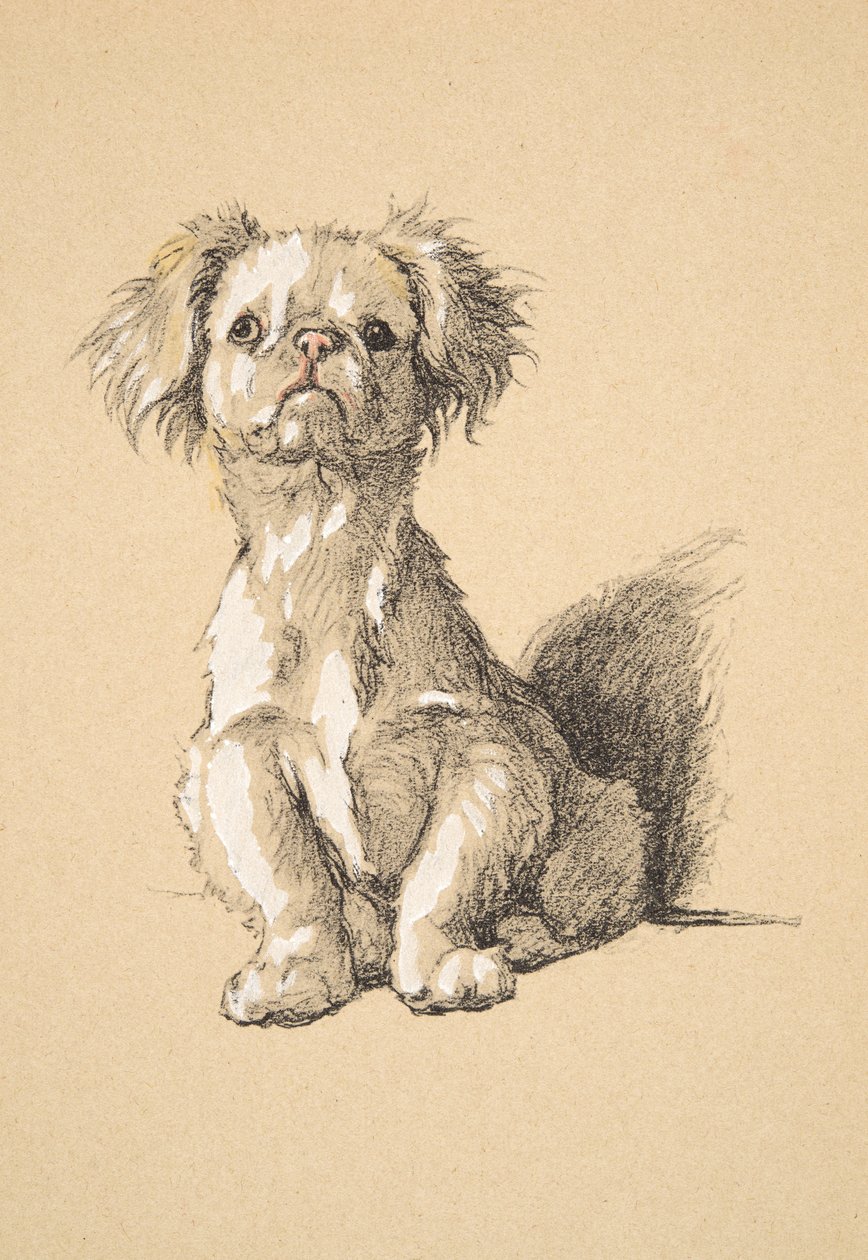 Peke, 1930, ilustrace z jeho Sketch Book použité pro Just Among Friends, Aldin, Cecil Charles Windsor (1870-1935), později vydal Eyre a Spottiswoode Limited, 1934, Chalk and Charcoal on pape od Cecil Charles Windsor Aldin