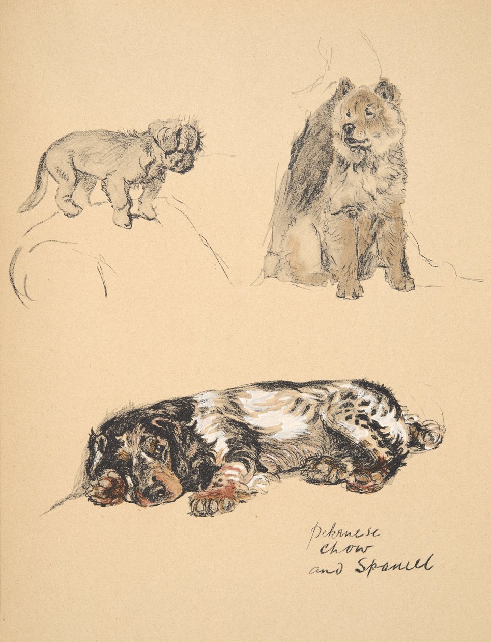 Pekinese, Chow and Spaniel, 1930, ilustrace z jeho Sketch Book použité pro Just Among Friends, Aldin, Cecil Charles Windsor (1870-1935), později vydal Eyre and Spottiswoode Limited, 1934, Chal od Cecil Charles Windsor Aldin