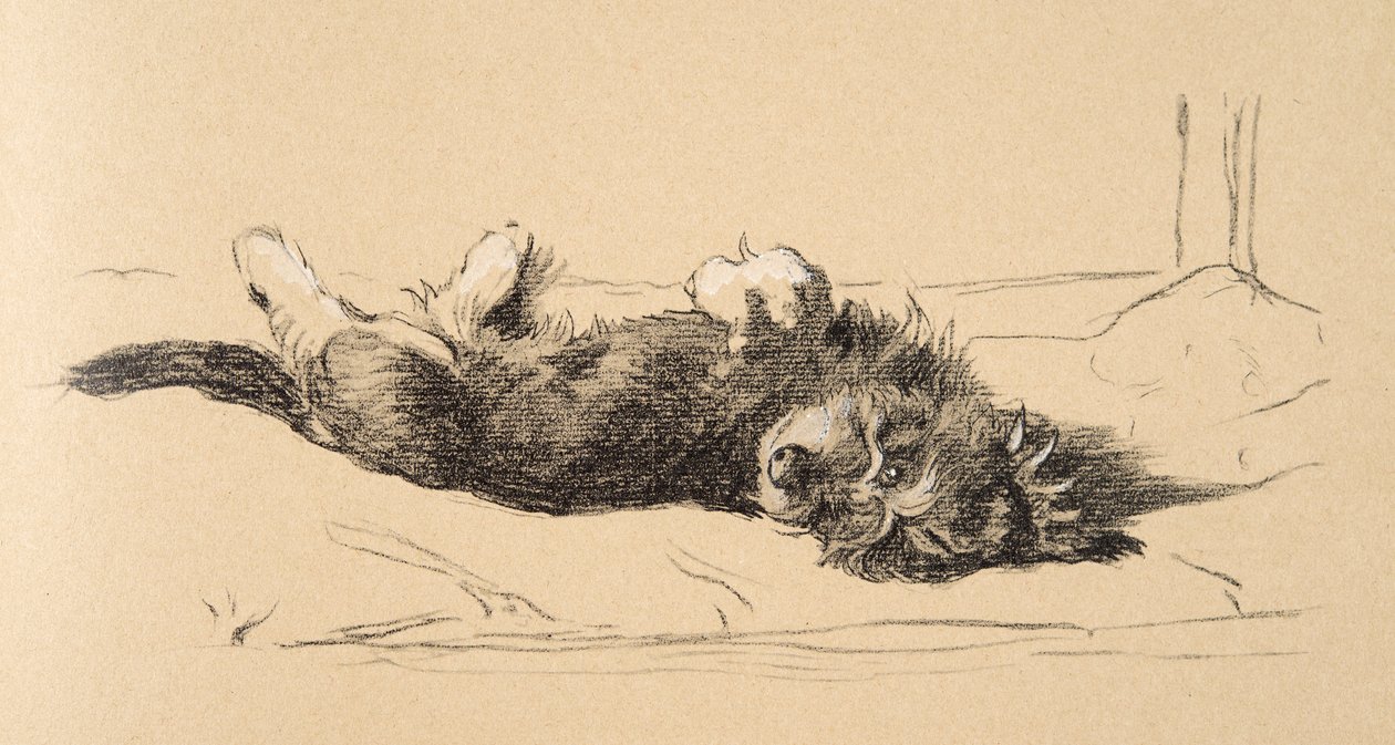 Detail štěněte Rough Daschund, 1930, ilustrace z jeho Sketch Book použité pro Just Among Friends, Aldin, Cecil Charles Windsor (1870-1935), později vydal Eyre a Spottiswoode Limited, 1934, Cha od Cecil Charles Windsor Aldin