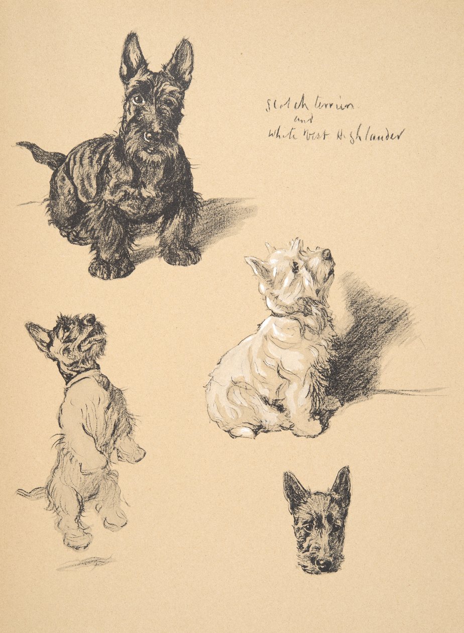 Scotch Terrier and White West Highlander, 1930, ilustrace z jeho Sketch Book použité pro Just Among Friends, Aldin, Cecil Charles Windsor (1870-1935), později vydané nakladatelstvím Eyre a Spottiswoode Limit od Cecil Charles Windsor Aldin