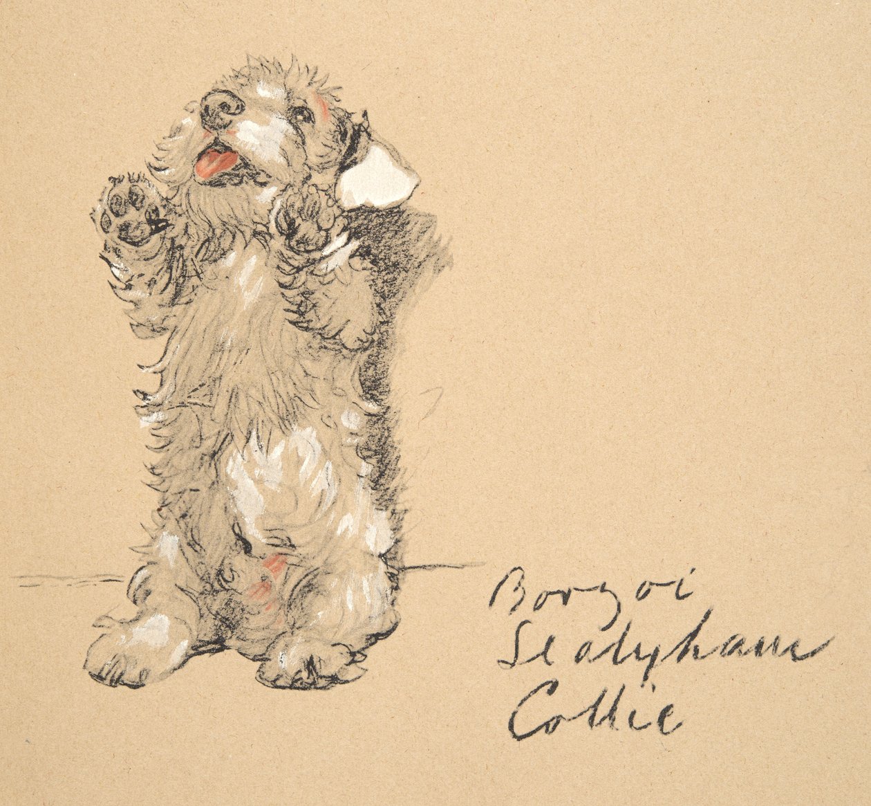 Sealyham, 1930,Ilustrace z jeho skicáře použitého pro knihu Just Among Friends, později vydanou nakladatelstvím Eyre and Spottiswoode Limited, 1934 (křída a křída na papíře) od Cecil Charles Windsor Aldin
