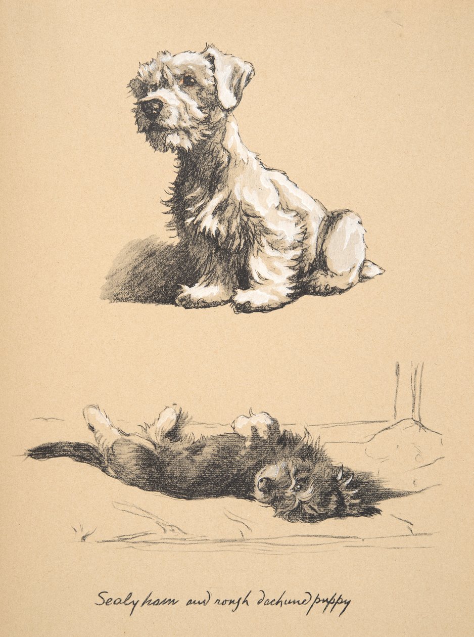 Sealyham and Rough Dachshund Puppy, 1930, ilustrace z jeho Sketch Book použité pro Just Among Friends, později vydal Eyre and Spottiswoode Limited, 1934 (křída a dřevěné uhlí na papíře) od Cecil Charles Windsor Aldin