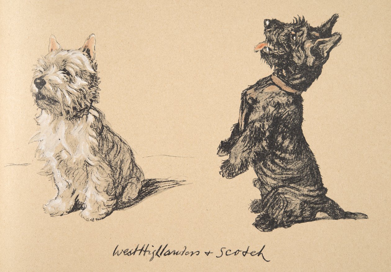 West Highlander and Scotch, 1930, ilustrace z jeho Sketch Book použité pro 