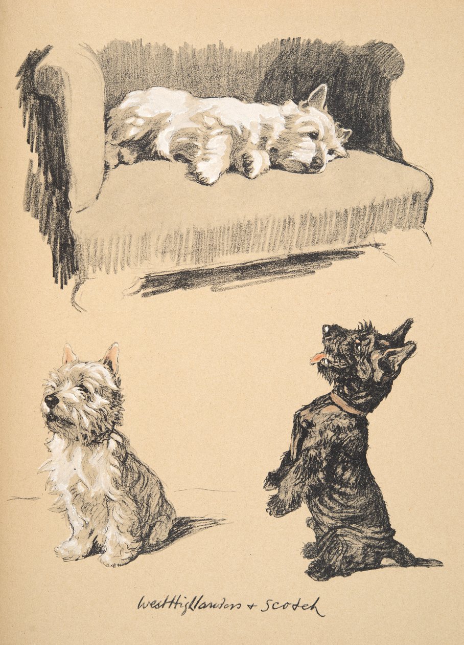 West Highlanders and Scotch, 1930, ilustrace z jeho knihy náčrtů použité pro Just Among Friends, později vydal Eyre and Spottiswoode Limited, 1934 (křída a uhel na papíře) od Cecil Charles Windsor Aldin