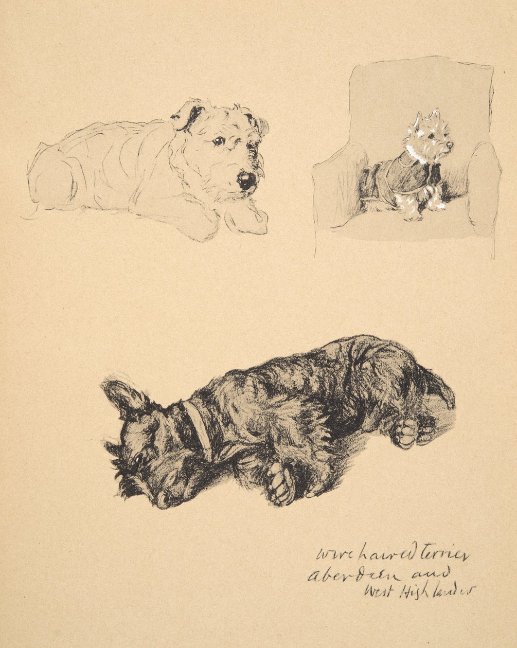 Drátosrstý teriér, Aberdeen a West Highlander, 1930, ilustrace z jeho Sketch Book použité pro Just Among Friends, Aldin, Cecil Charles Windsor (1870-1935), později vydal Eyre a Spottiswood od Cecil Charles Windsor Aldin