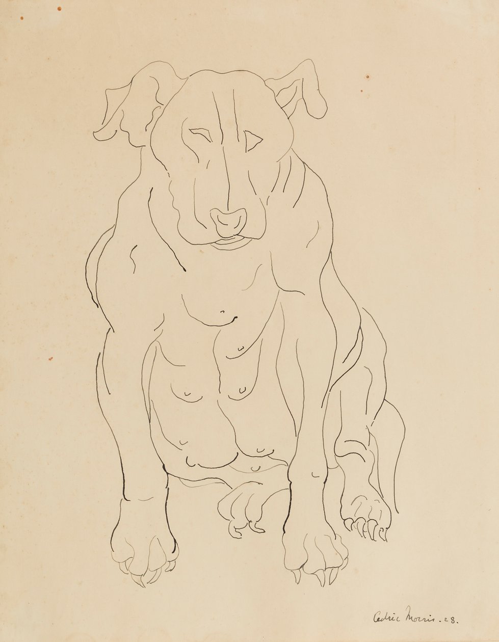 Býčí pes Nancy Morrisové od Cedric Morris