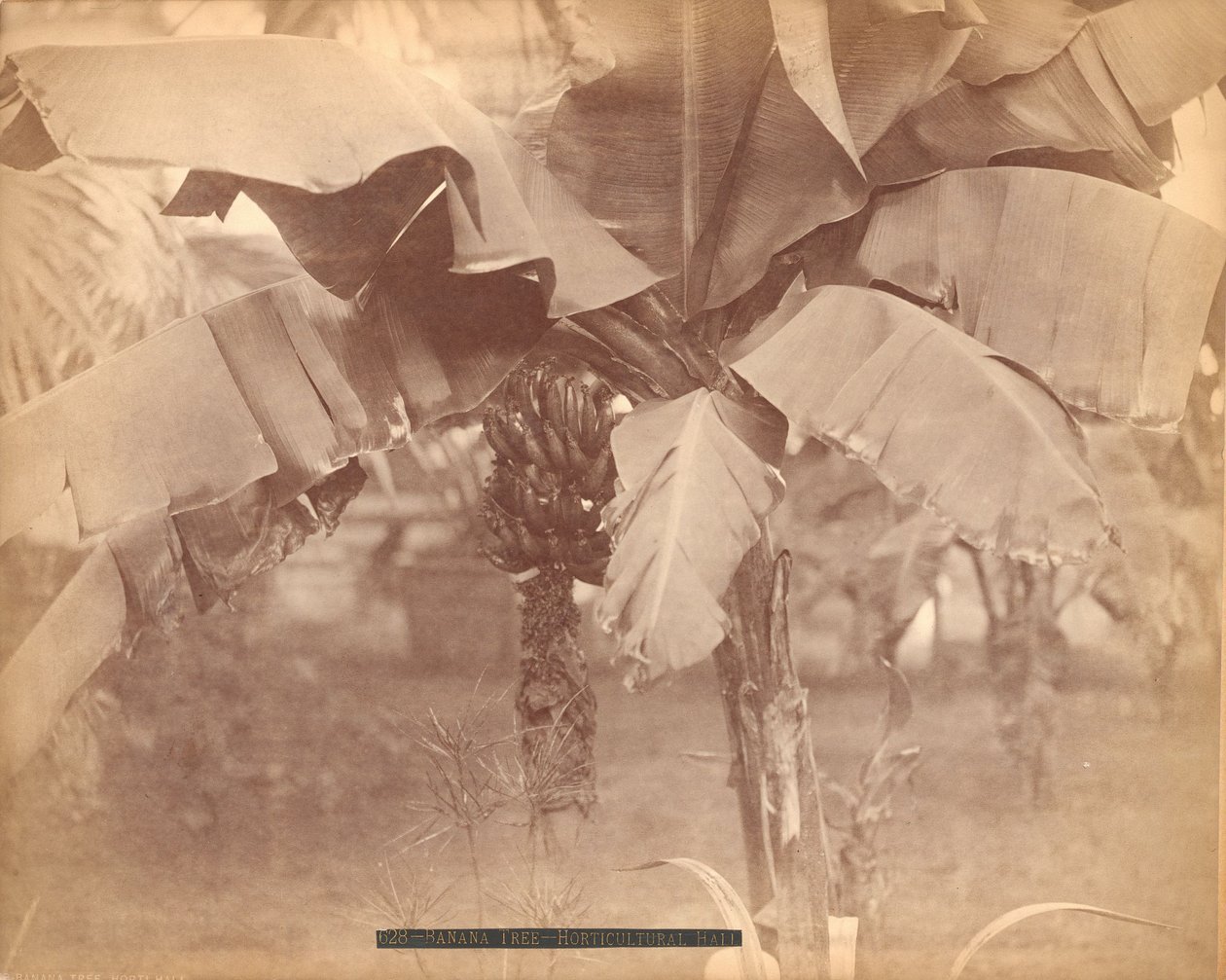 Banánovník, zahradnická síň, výstava stého výročí, Philadelphia od Centennial Photographic Co.