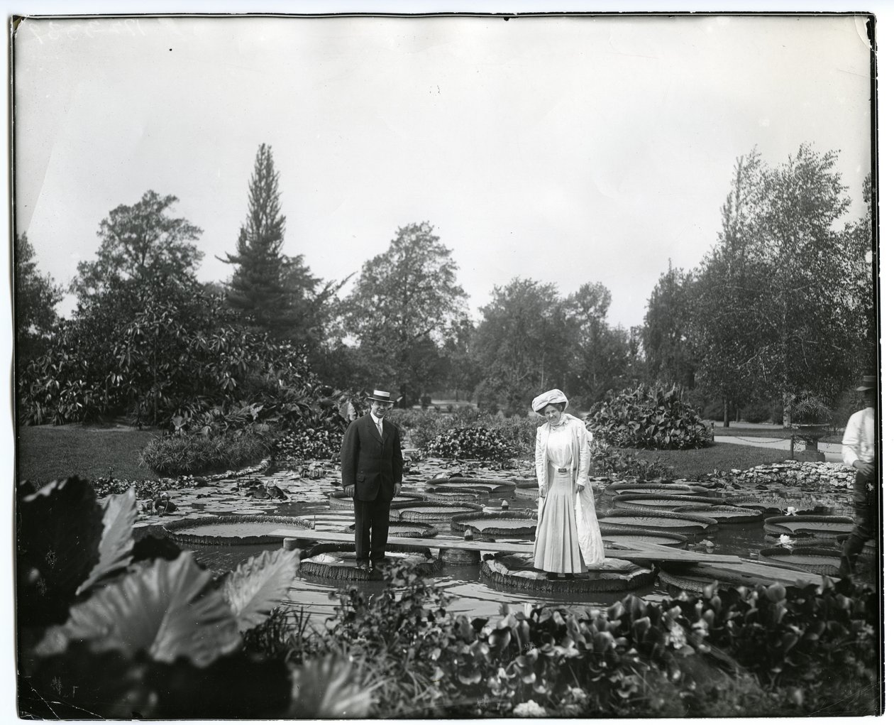 Horizontální, černobílá fotografie zobrazující muže a ženu stojící na obřích liliových polštářích v rybníku lilií v parku Tower Grove. od Charles Clement Holt