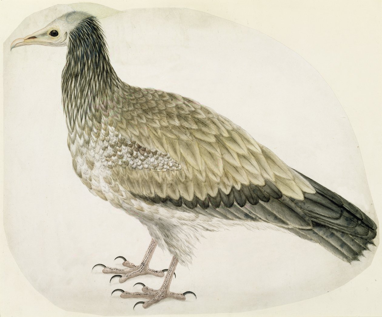 Egyptian Vulture, cca 1736 (inkoust, wc a grafit s škrábáním na papíře) od Charles Collins