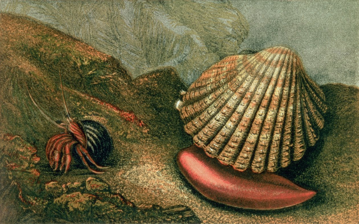 Cardum Rusticum a Pagurus Bernhardi v brčálové skořápce, z „Glaucus nebo divy pobřeží“, které napsal a ilustroval Charles Kingsley od Charles Kingsley