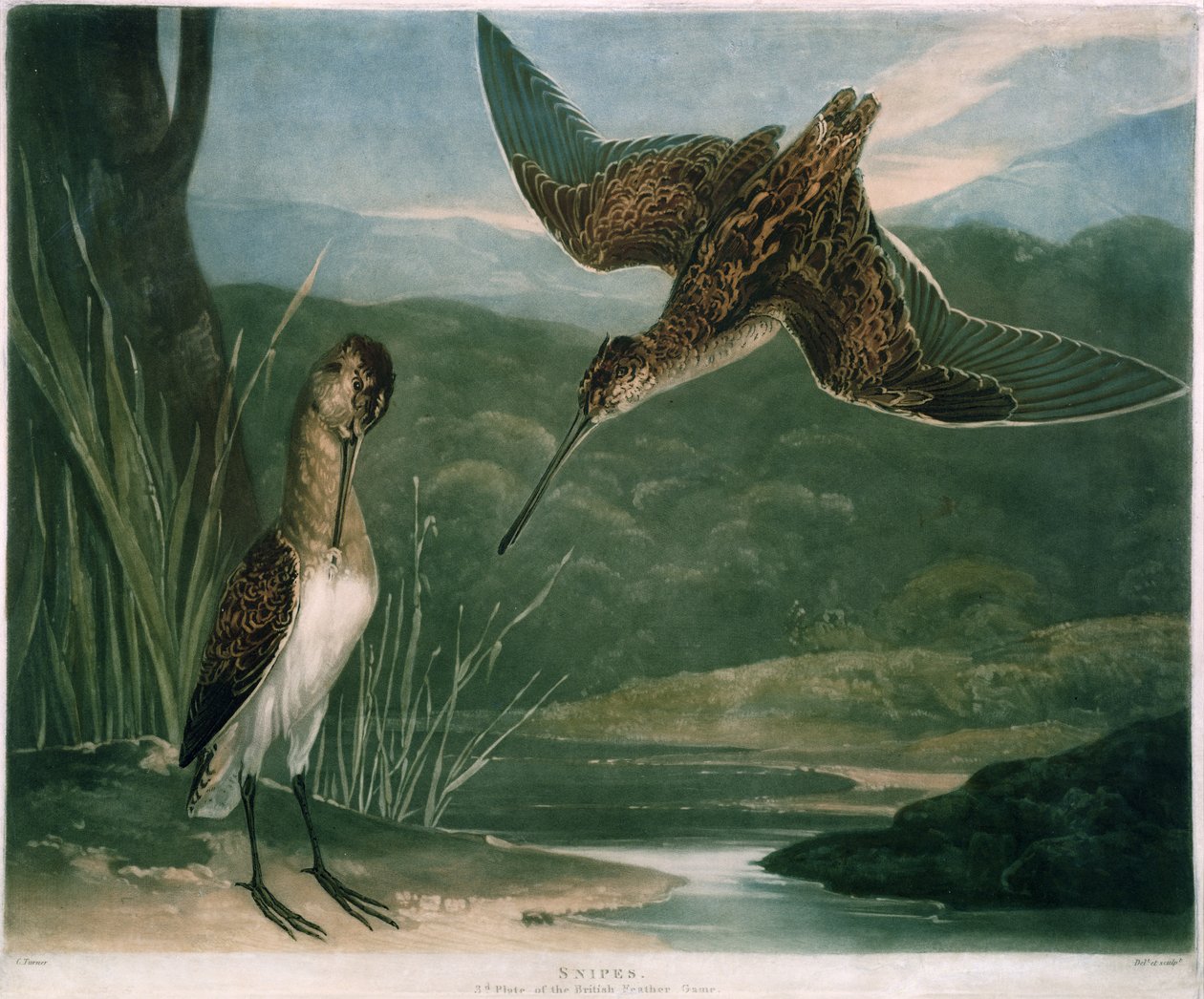 Snipes, deska 3 British Feather Game, vyryto umělcem, hospoda. od R. Ackermanna, kolem 1810 (mezzotintová rytina) od Charles Yardley Turner