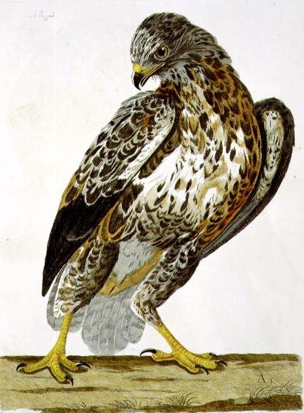 Talíř káně (Buteo buteo) z „The British Zoology, Class II: Birds“, vyrytý Peterem Mazellem (fl.1761-97) 1766 (rytina) od Charles (after) Collins
