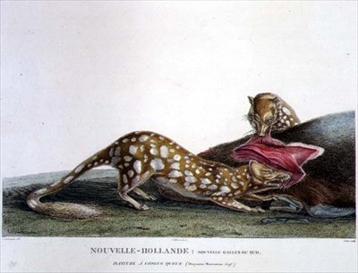 Dasyurus Macrourus, dlouhoocasý dasyure, z Nového Jižního Walesu, Nové Holandsko, deska 33 z 