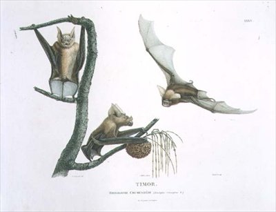 Rhinolophus Crumeniferus, vrápenec, z Timoru, deska 35 z 