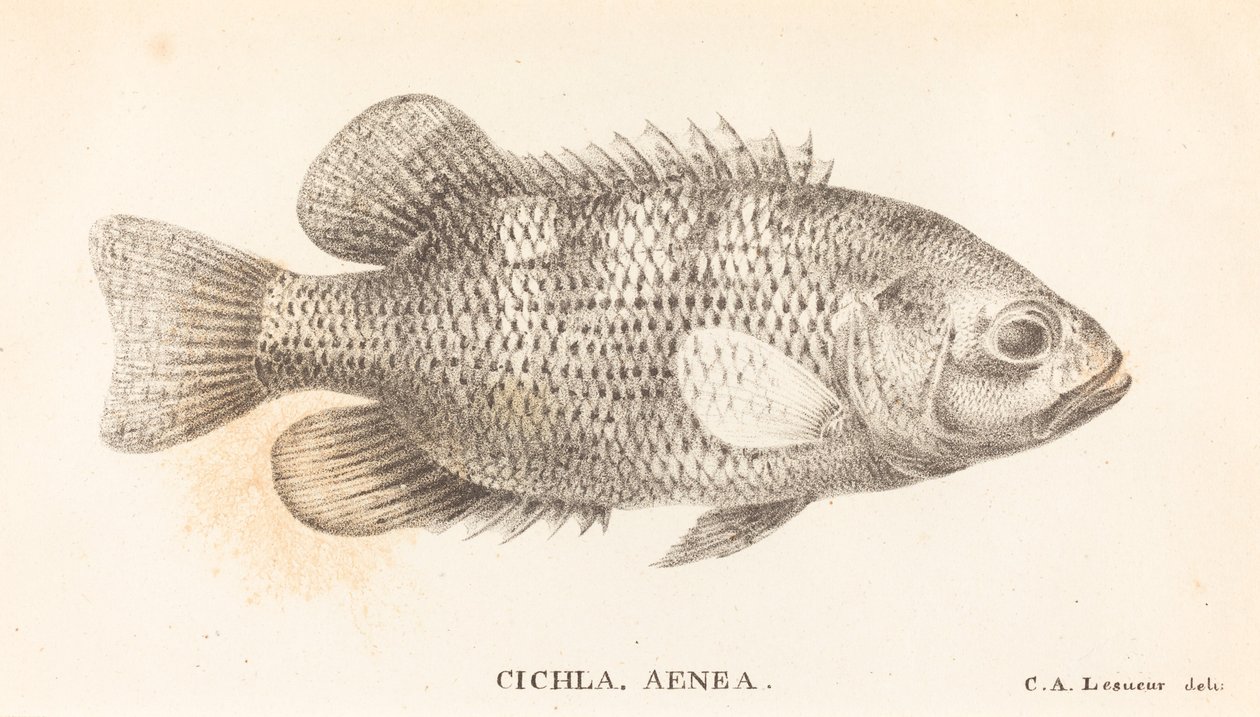 Cichla, Aeneas od Charles Alexandre Lesueur