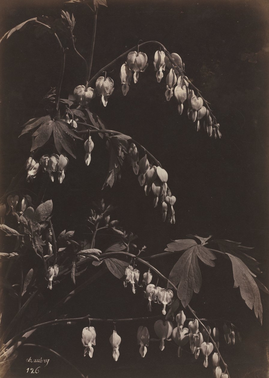 Květinové zátiší krvácející srdce, c. 1865. od Charles Aubry