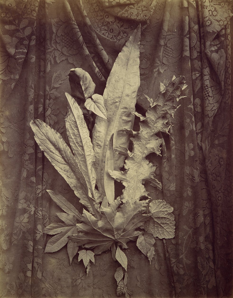 [Studie listů na pozadí květinové krajky], 1864. od Charles Aubry
